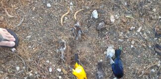 Cantidad di bestia morto den Macuarima y Jan Flemming; un bisiña misterioso ta spart veneno