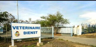 Trabou di renobacion y mantencion na abattoir a termina.