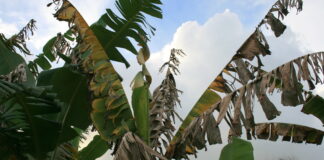 Fusario ta presente na Venezuela