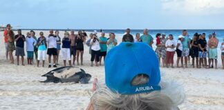 Temporada di Driekiel a cuminza.