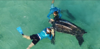 Fundacion “Tortuga Aruba” a rescata tortuga pega pa basta ora na cabuya di boei