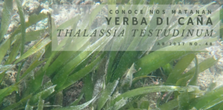 Pradonan di yerba di Lama manera e Yerba di Caña ta diimportancia pa nos ecosistema.