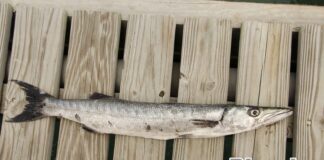 Conoce e pisca Picuda