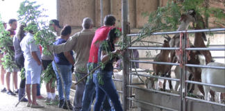 Curso di Cabrito y Carne a cuminsa