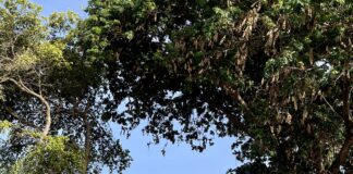 ELMAR A FINALISA E PROYECTO PA PONE LUZ NOBO DI CAYA NA BERNHARDSTRAAT