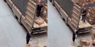 Video impactante na China; a descarga decenas di cacho den haula pa bende den un mercado di carni