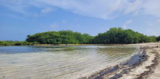 Mancha di azeta a yega Bonaire for di Trinidad