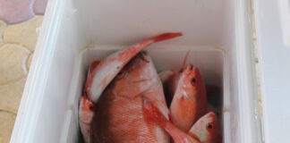 Dicon pisca ta bira scars durante periodo di cuaresma?