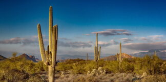 E berdad di Warda Nos Costa y falsificacion ta otro: Algun medio, Marisol y La Bruha del 88 mester busca un cadushi pa saca nan gal