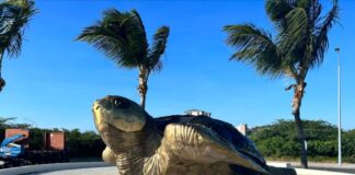 Otro Mentira: Minister nunca a ordena pa persigui o detene di vandalisador di driekiel