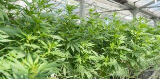 Miembo di CEA na KIA condena pa plantacion y bendemento di droga