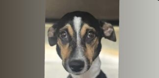 Gobierno a confirma e existencia di leynan pa castiga abusador di animalnan na Aruba