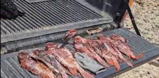 Invasion di Lion Fish ta menasa bida marino den awa di Aruba