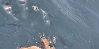 Advertencia pa botonan na Eagle Beach: Un turtuga grandi sin bida ta drif riba awa