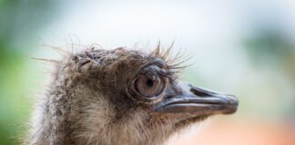 Caso Avestruz: Bendemento di terenonan na Eagle Beach pa 3.8 miyon dollar trata den Corte Superior