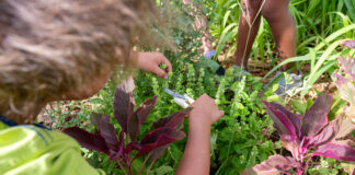 Minister Ursell Arends: Food Truck Festival San Nicolas 2024: Celebrando Agricultura Local y Siguridad di Alimentacion