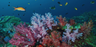 Iniciativa di e Islanan pa Restaura e Rifnan di Coral