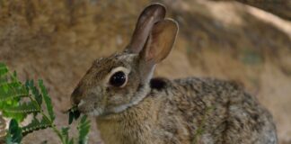 RIU ta lansa proyecto pa proteha e conenchi endemico di Aruba