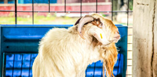 Inscribi pa nos curso di Criansa di Cabrito y Carne