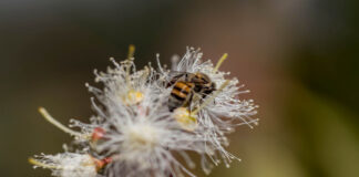 Dia mundial di abeha