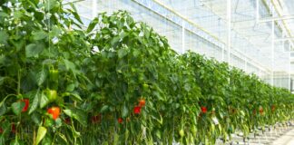 Minister Geoffrey Wever: Aruba ta pone base pa futuro mas resiliente cu e Agri-Innovation Park