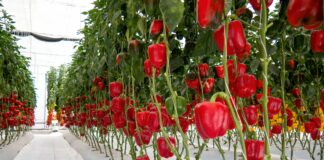 Minister Geoffrey Wever: Estudio di agricultura comercial na Aruba ta revela potencial economico cuantioso