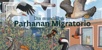 Aruba ta celebra Dia Mundial di Parha Migratorio 2025: Enfocando riba “Espacio Comparti: Creando Ciudad y Comunidadnan amical pa Parha”