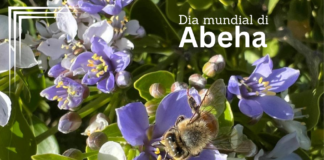 Dia Mundial di Abeha 2025: E rol vital di abehanan den garantisa siguridad global di cuminda y nutricion