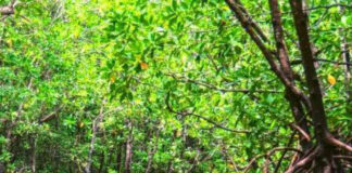 Buki digital nobo na Papiamento