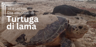 Dia Mundial di Turtuga di Lama: Aruba ta reafirma compromiso pa proteha su bishitantenan ancestral