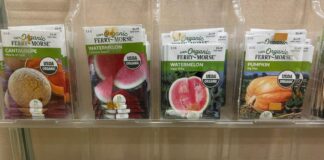 Simia nobo ta obtenibel na Santa Rosa