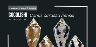 Aruba tin tres sorto di cocolishi endemico protegi
