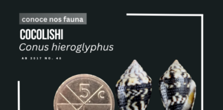 Arubaconus hieroglyphus ta un cocolishi di lama endemico