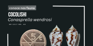 Cera conoci cu e Cocolishi Coaspella Wendrosi