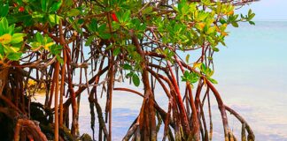 Mata di Mangel den Caribe Hulandes: Vital, vulnerabel y desapareciendo
