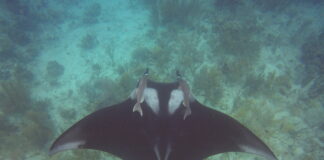 DNM ta coregi cu durante trabounan riba expedicion CSS a wak e sorto Manta den awa teritorial di Aruba