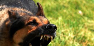 Incidentenan di mordida di cacho