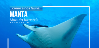 Aunke no ta haya e Manta den nos awa teritorial, e ta proteha pa nos leynan local