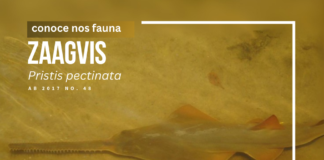 Cera conoci cu e Zaagvis, un bishitante historico den nos awanan