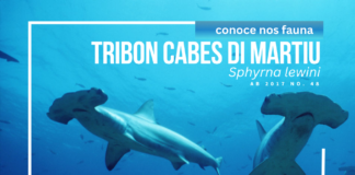 E poblacion di e tribonnan cabes di martiu a baha drasticamente den e ultimo 30 añanan