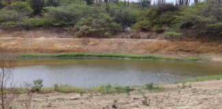 Damnan ta bashi sperando poco awasero