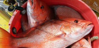 Vibration Cultural Vol. 2 – Di lama pa tayo!