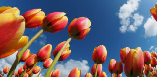 Sentencia Hof: apelacion no admisibel den caso Tulipan