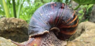 Giant African Snail