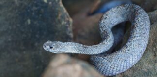 ACF hunto cu Partners Internacional ta Continua Investigacion Crucial riba Aruba su Cascabel Endemico: Aruba su Cascabel ta na peliger di extincion, un especie cu no ta wordo encontra niun otro caminda na mundo