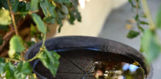 Yobida ta trece sangura y sangura por trece malesa: Corda tira bista rond di cas y bolter tur awa para