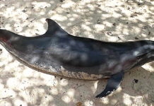 AMMF ta informa tocante dolfijn morto na Mangel Halto