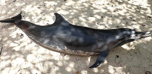 AMMF ta informa tocante dolfijn morto na Mangel Halto