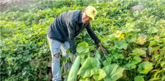 Interes ta keda enorme pa Mercado Santa Rosa