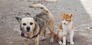 Programa di Sterilisacion Masal ta Evita 49,000 Animal di Caya na Aruba den un Aña, segun AWAA